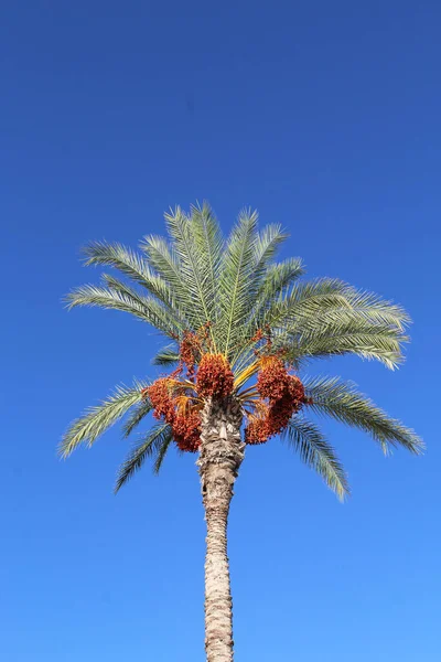 Palmboom Blauwe Lucht — Stockfoto
