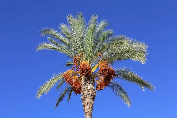 date trees, palm leaves, flora