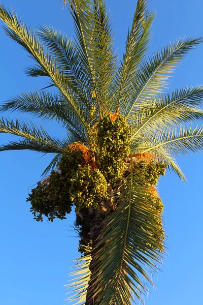 Palm Tree Garden — Stock Photo, Image