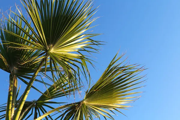 Palm Tree Blue Sky Close — Stock Photo, Image