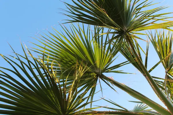 Palmeira Folhas Fundo Céu — Fotografia de Stock