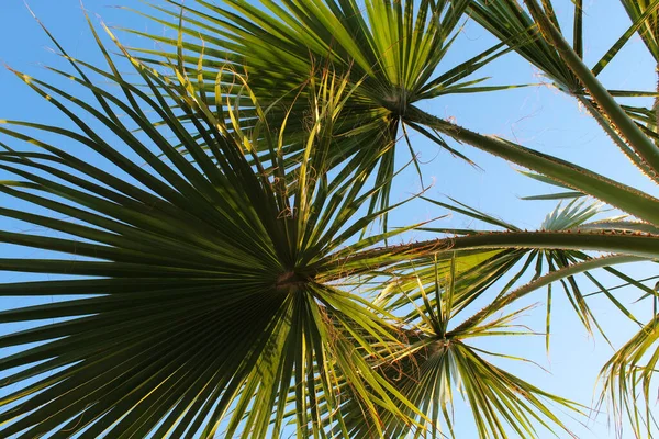 Pálmafa Levelek Ellen Kék Trópusi Háttér — Stock Fotó