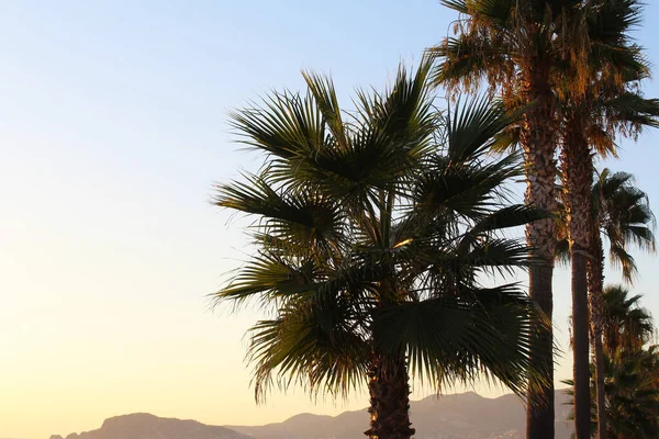 Mavi Gökyüzüne Karşı Palmiye Ağacı — Stok fotoğraf