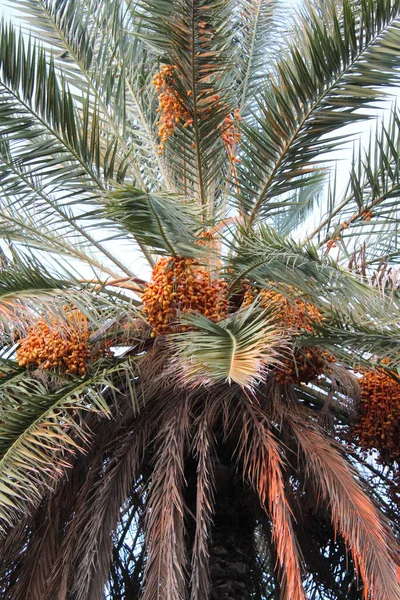 Ramos Palmeira Flora — Fotografia de Stock