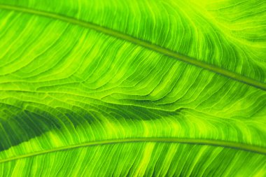 Palmiye ağacı dokusunun yeşil yaprağı