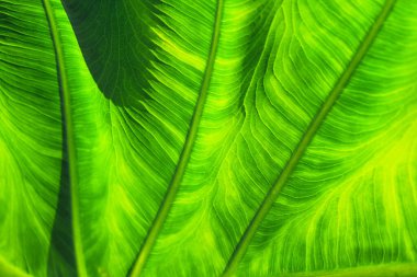 arka plan için yeşil yaprak dokusu.