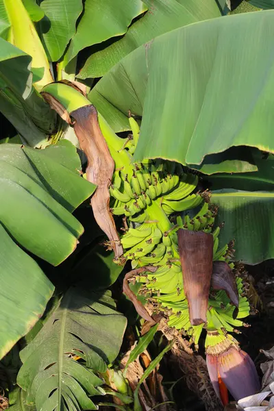 Bananeira Com Folhas Banana — Fotografia de Stock