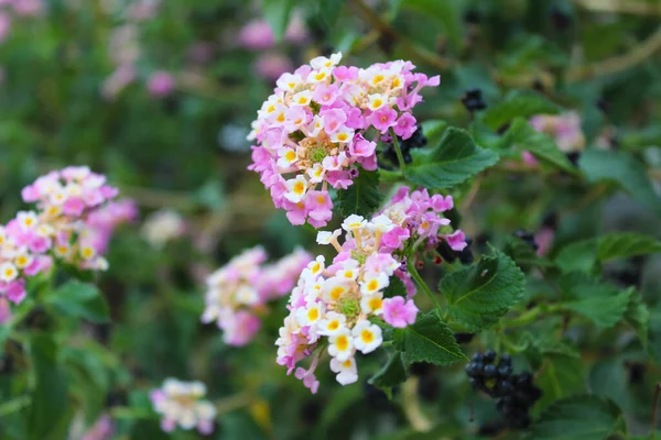 Rosa Och Vita Blommor Turkiet Vackra Blommor Trädgården — Stockfoto