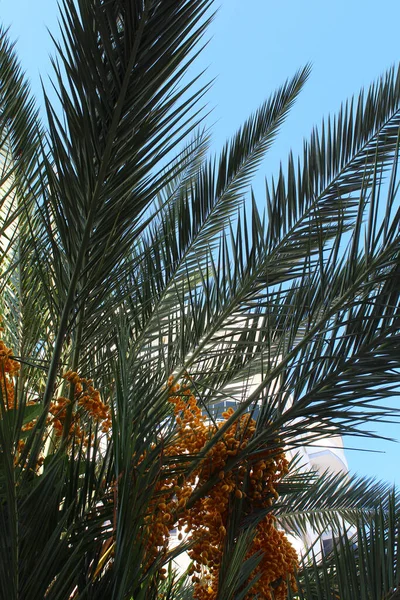 Palm Trees City — Stock Photo, Image