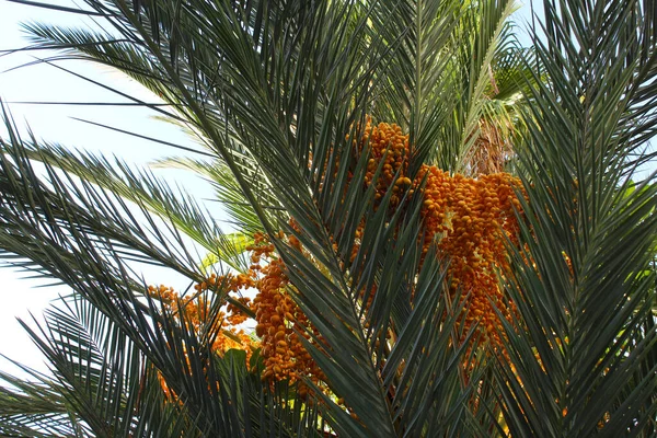 Пальмы Финиковыми Пальмами — стоковое фото