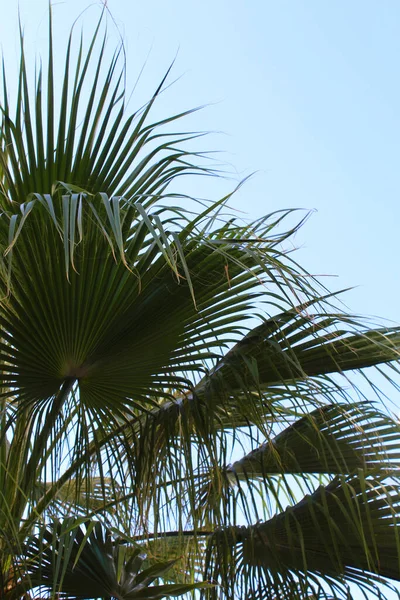 Palmeira Fundo Céu Azul — Fotografia de Stock