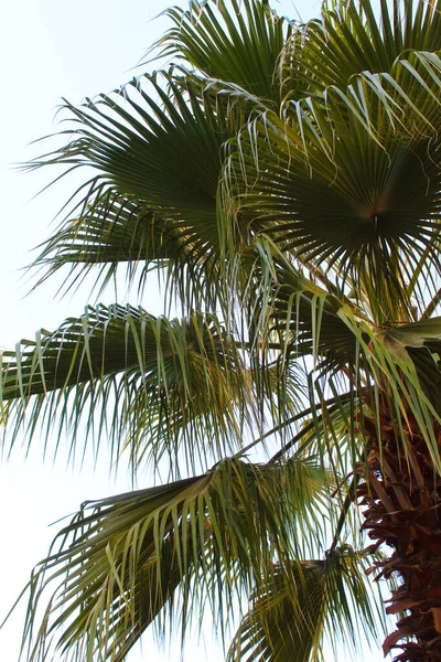 Folhas Palmeira Flora Verão — Fotografia de Stock
