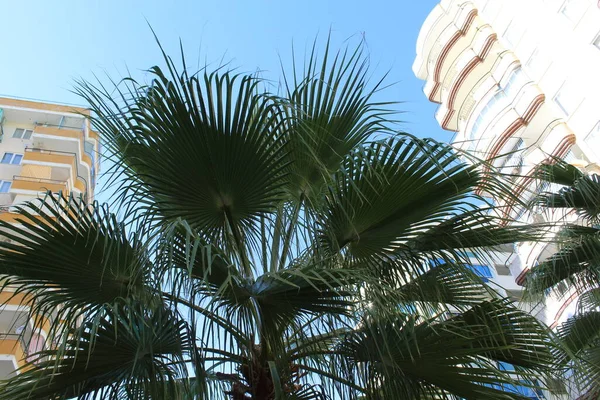 palm trees in the city of alicante, costa blanca