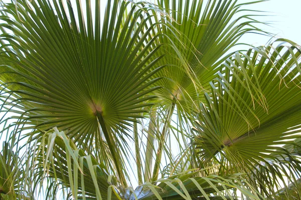 Hojas Palmera Flora Tropical — Foto de Stock