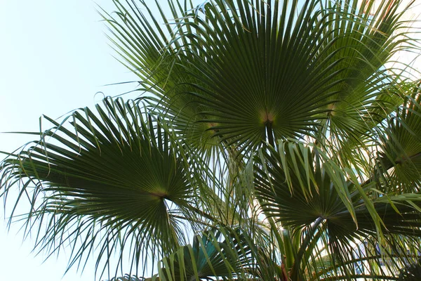 Palmové Listy Proti Modré Obloze — Stock fotografie