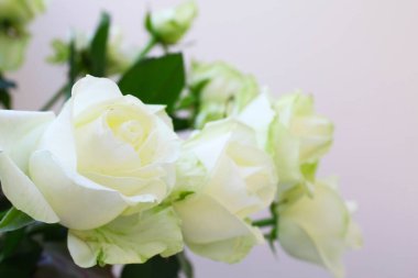 beyaz zemin üzerine beyaz güller