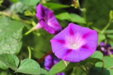 Yeşil bir arka planda sabah çiçeği.