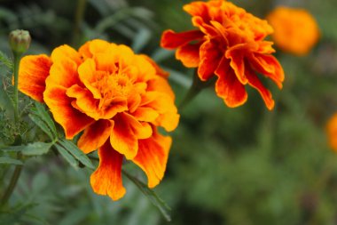 Yeşil doğal arka planda taze kadife çiçekleri. Ukrayna 'nın Çiçekleri