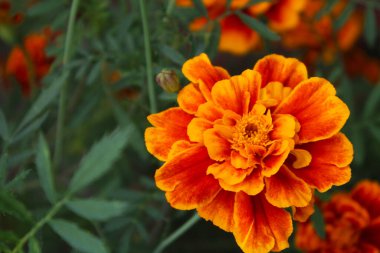 Yeşil doğal arka planda taze kadife çiçekleri. Ukrayna 'nın Çiçekleri