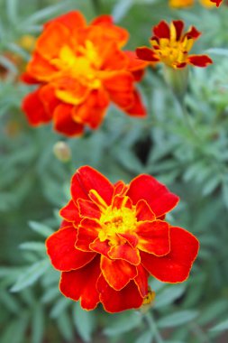 Yeşil doğal arka planda taze kadife çiçekleri. Ukrayna 'nın Çiçekleri