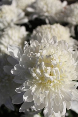 Beyaz kasımpatı çiçekleri yakın plan