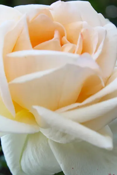 Close White Rose — Stock Photo, Image