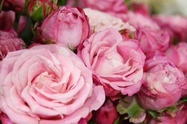 Kartpostal gülleri için arkaplan