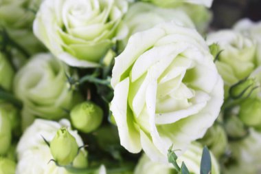 Beyaz gül çiçeğine yaklaş.