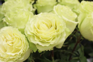 Tebrik kartı için arka plan Güzel beyaz güller