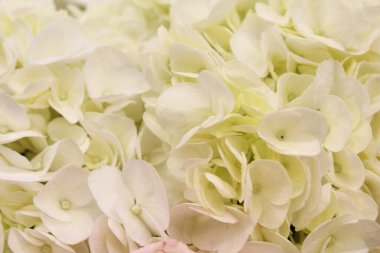 Beyaz ortanca yapraklarının arkaplanı