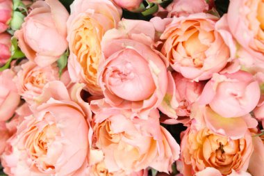 Kapatın Güzel pembe güller