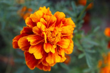 turuncu kadife çiçeği, doğal yeşil arka planda yakın plan.