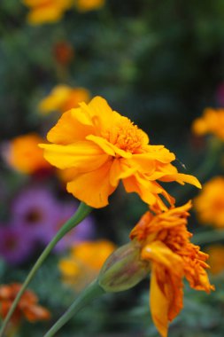 Bahçedeki güzel sarı çiçek