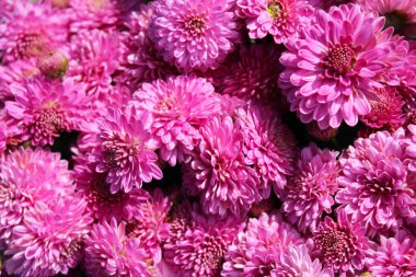 Pembe kasımpatıların doğal arka planı