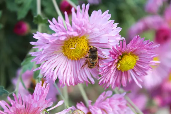 bee on a pink flower