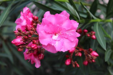 Pembe taze zakkum çiçekleri yakın plan