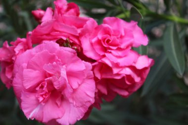 Pembe zakkum çiçekleri yakın çekim