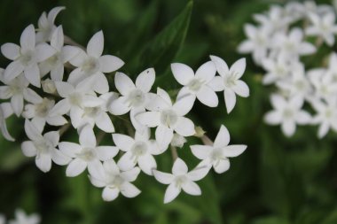  Doğal yeşil yaprakların arka planında beyaz narin çiçekler.