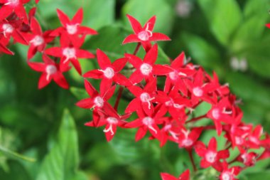 Doğal yeşil yaprakların arka planında kırmızı çiçekler.