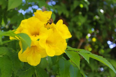Ağaçlardaki sarı çiçekler taze yaprakların doğal yeşil arka planında.