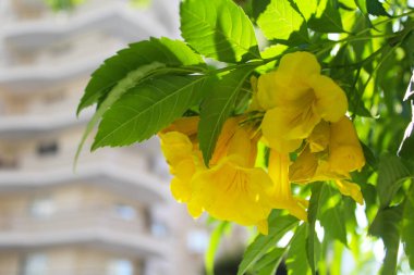 Türkiye 'de mavi gökyüzüne ve apartmanlara karşı sarı ağaçlar