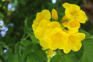  Yeşil yapraklı sarı çiçekler doğal yeşil arka planda. Türk Flora