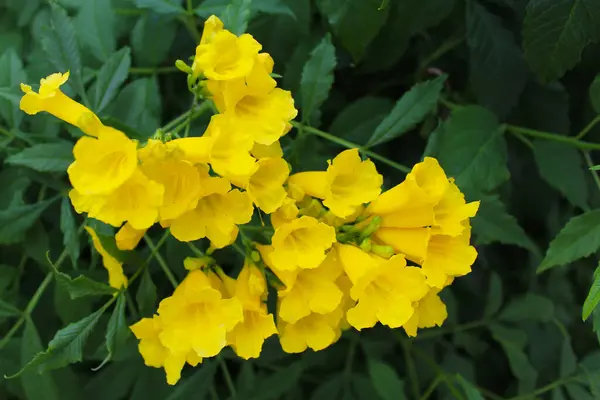  Yeşil yapraklı sarı çiçekler doğal yeşil arka planda. Türk Flora