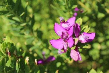 Doğal yeşil arka planda zarif pembe çiçekler. Türkiye ekimi,