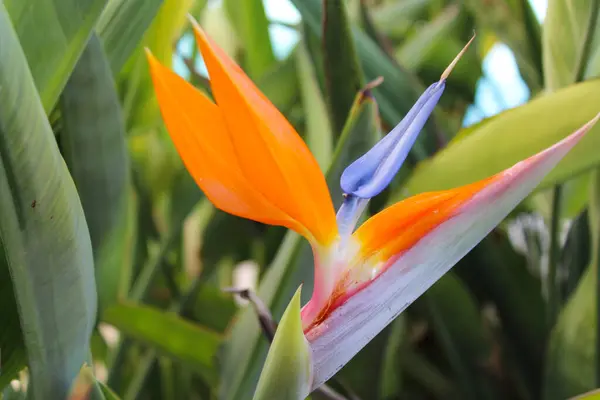 Hindi bitkileri. Cennet kuşu, yakın plan çiçek.