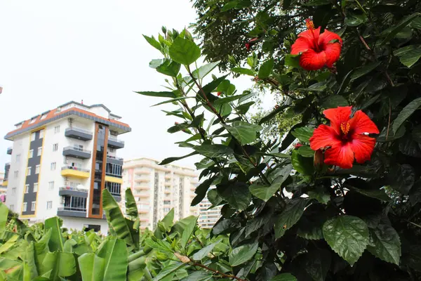 blooming streets of Alanya in Turkey. Apartment buildings against the background of banana plantations and beautiful bushes with red hibiscus flowers
