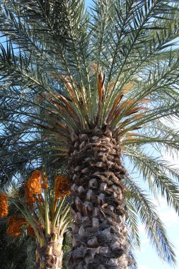 Palmiye ağaçlarını kapat