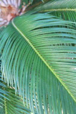 Doğal arkaplan dokusu palmiye yaprakları