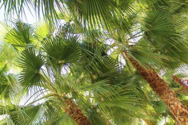 Hindistan cevizi ağacı. Palmiye yaprakları.