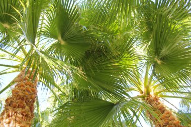 Hindistan cevizi ağacı. Palmiye yaprakları.